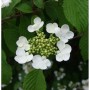 Nahaufnahme des blühenden Pyramiden Schneeballs 'Kilimanjaro' (Viburnum plicatum) Strauchs.
