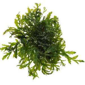 Dennerle Bolbitis Heudelotii, grüne Aquariumpflanze für Vordergrund, bis 8cm Höhe.