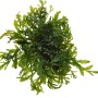 Dennerle Bolbitis Heudelotii, grüne Aquariumpflanze für Vordergrund, bis 8cm Höhe.