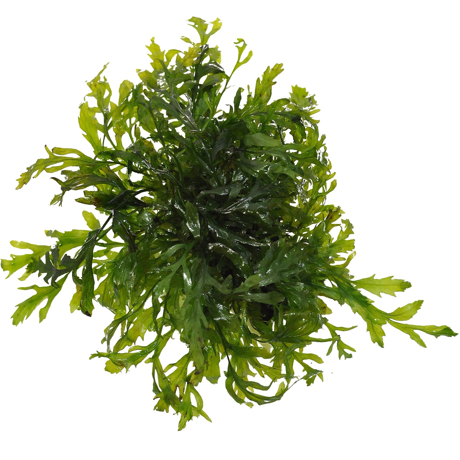 Dennerle Bolbitis Heudelotii, grüne Aquariumpflanze für Vordergrund, bis 8cm Höhe.