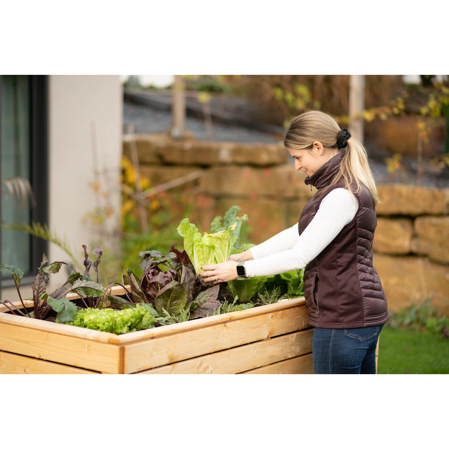 Frau erntet Salat in einem Westmann Hochbeet XL aus Fichte im Garten.