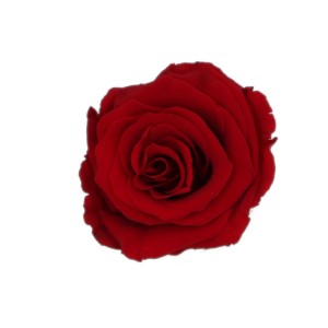 Nahaufnahme einer einzelnen, bordeauxfarbenen Rose in einer schwarzen Rosenbox (Ø 5 cm).