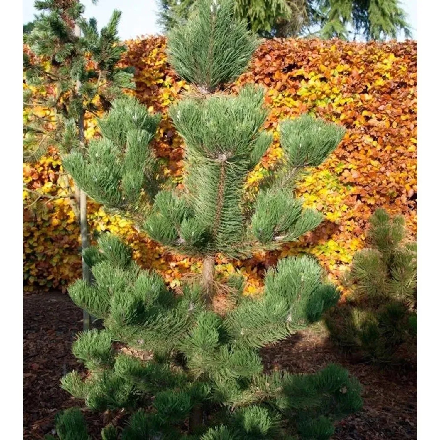 Österreichische Schwarzkiefer Oregon Green 70-80cm - Pinus nigra