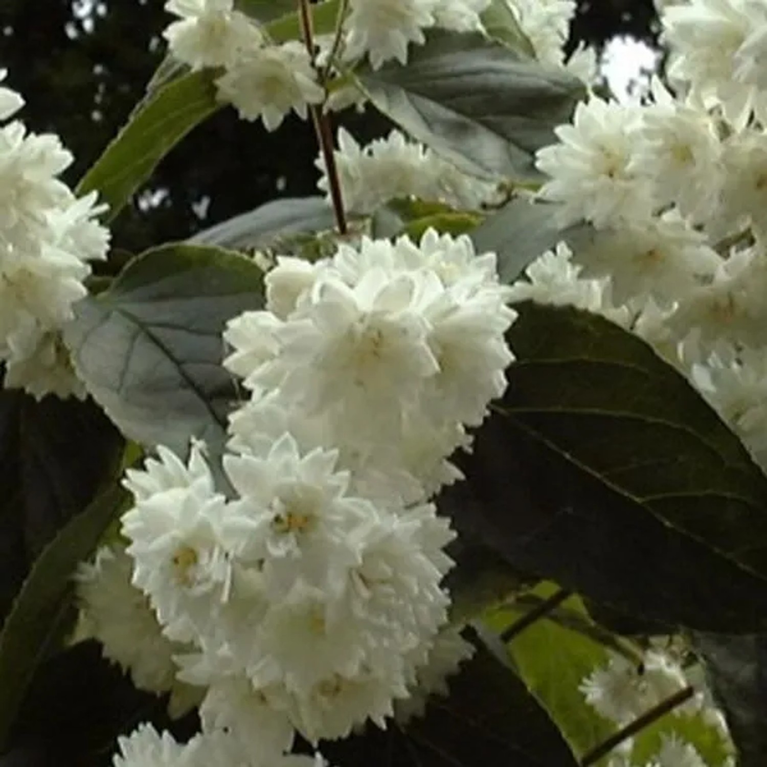 Sternchenstrauch Deutzia magnifica 60 bis 80 cm im Container Reichblühend