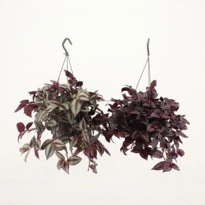 GROW by OBI Dreimasterblumen-Ampel Sortenauswahl Topf-Ø ca. 17 cm Tradescantia