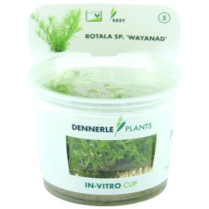 Dennerle Plants Aquariumpflanze Rotala Wayanad im In-vitro-Cup, gelbgrüne Wasserpflanze.