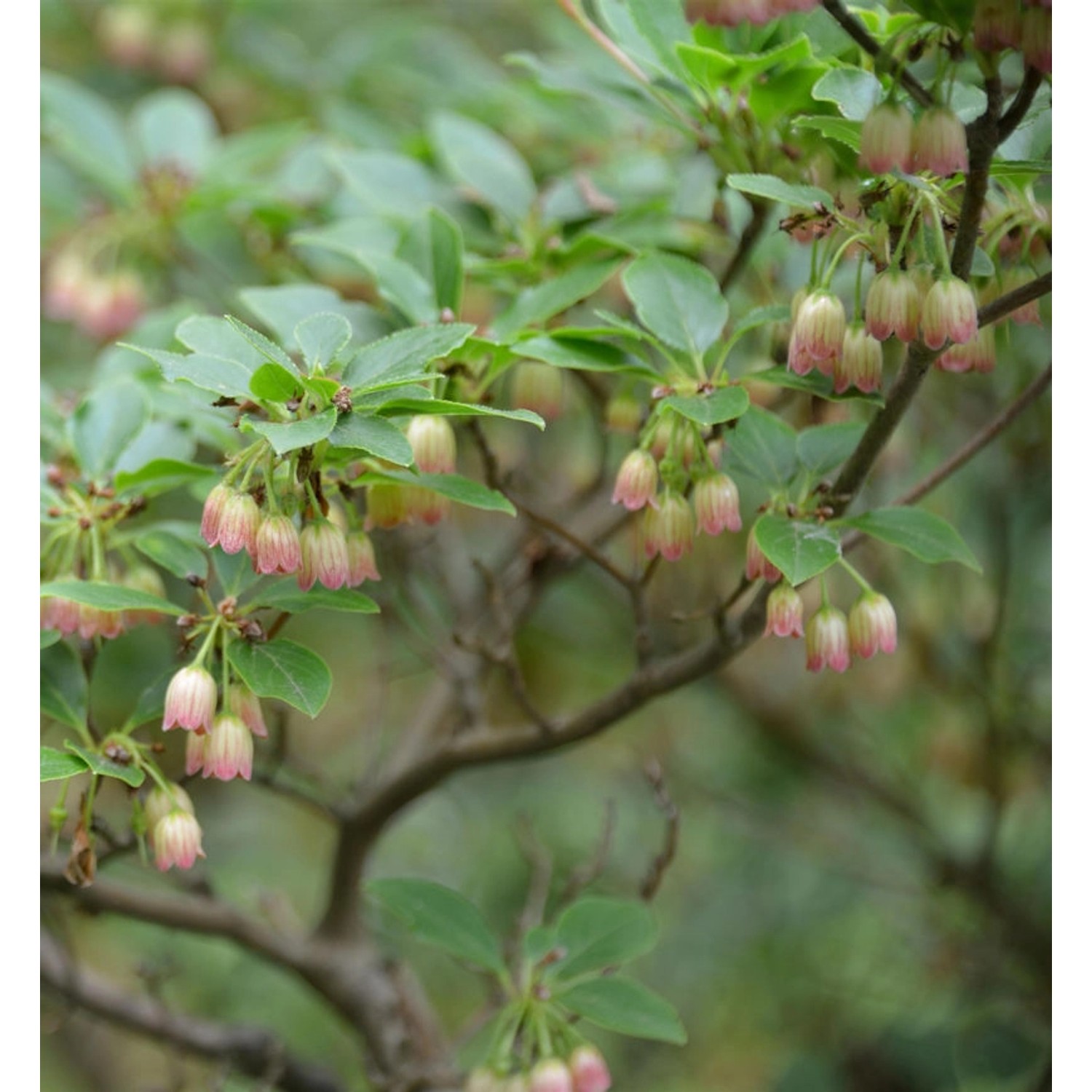 Prachtglocke Wallaby 40-60cm - Enkianthus campanulatus günstig online kaufen