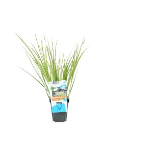 Zwerg-Kalmus Ogon im Topf, grüne Blätter mit gelben Streifen, Teichpflanze.