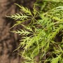 Detailaufnahme des grünen Fächerahorns (Acer Palmatum Dissectum Viridis) mit filigranen Blättern.