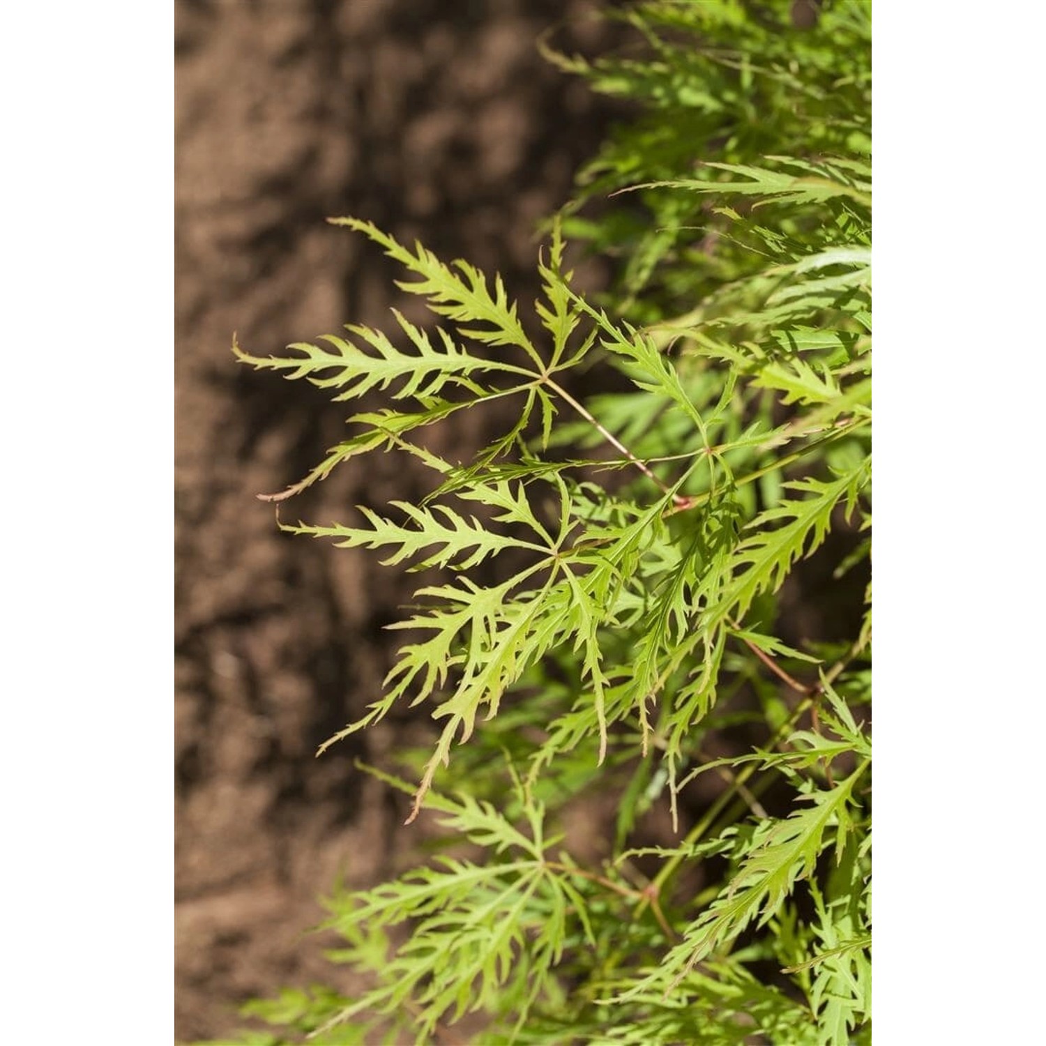 Acer Palmatum Dissectum Viridis Grüner Fächerahorn 30–40 cm günstig online kaufen