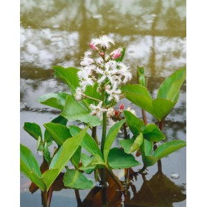 Fieberklee (Menyanthes trifoliata) im 9x9 cm Topf, weiße Blüten, grüne Blätter, Uferpflanze.
