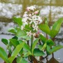 Fieberklee (Menyanthes trifoliata) im 9x9 cm Topf, weiße Blüten, grüne Blätter, Uferpflanze.