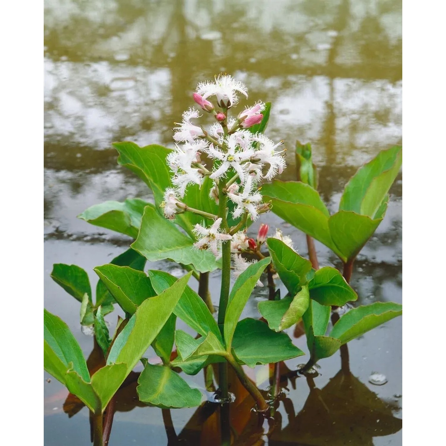 Fieberklee (Menyanthes trifoliata) im 9x9 cm Topf, weiße Blüten, grüne Blätter, Uferpflanze.