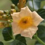 Gelbe Trompetenblume (Campsis Radicans Flava) Blüte, Kletterpflanze für Garten & Kübel.
