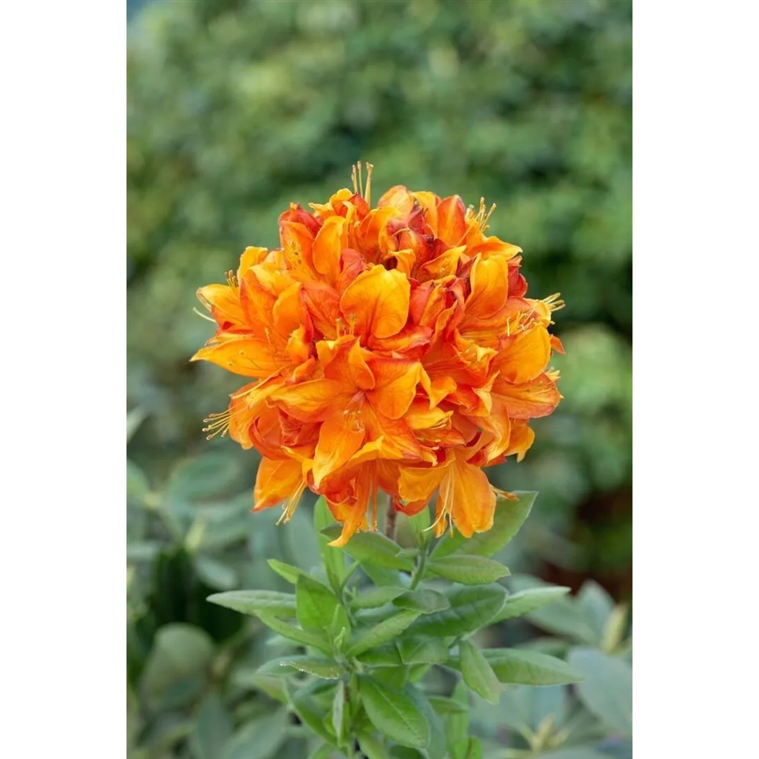 Leuchtend orange-gelber Rhododendron Goldflamme, ca. 40-50 cm hoch.