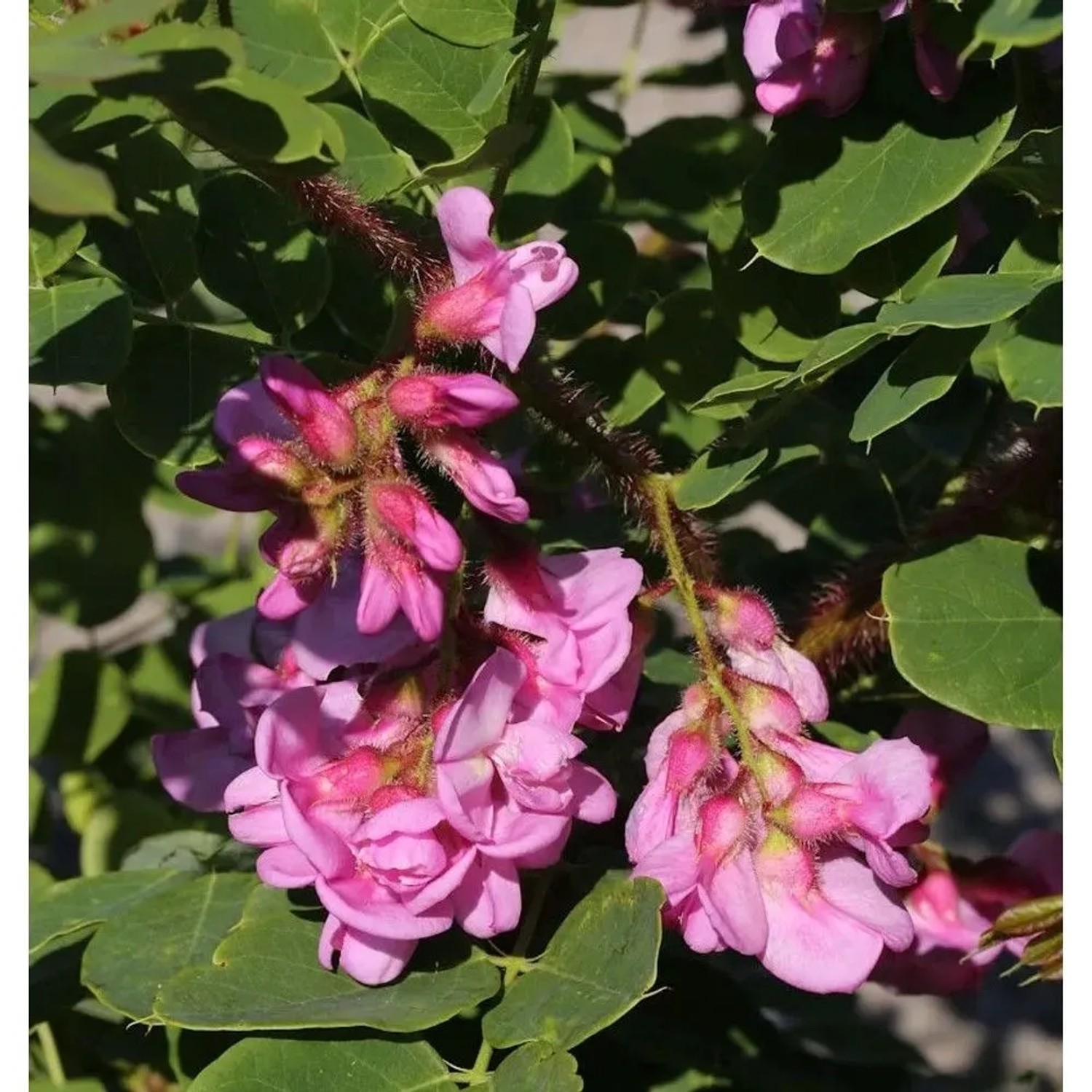 Borstenakazie Macrophylla 100-125cm - Robinia hispida