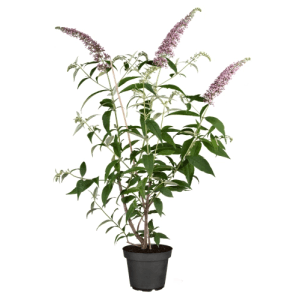 Schmetterlingsstrauch 'Pink Delight' (Buddleja davidii) im Topf mit pinkfarbenen Blüten.