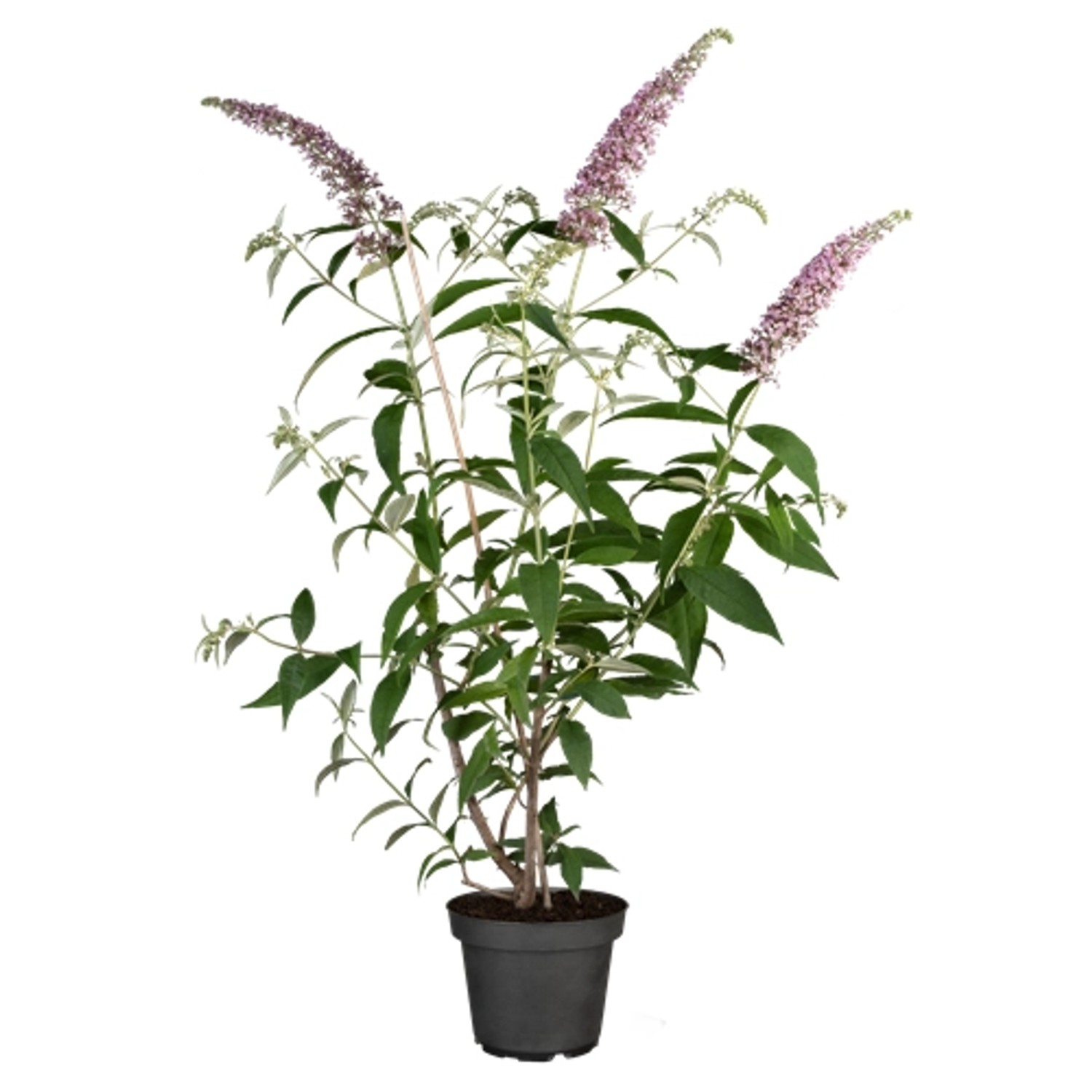 Buddleja Davidii Schmetterlingsstrauch Pink Delight 40-60 cm günstig online kaufen