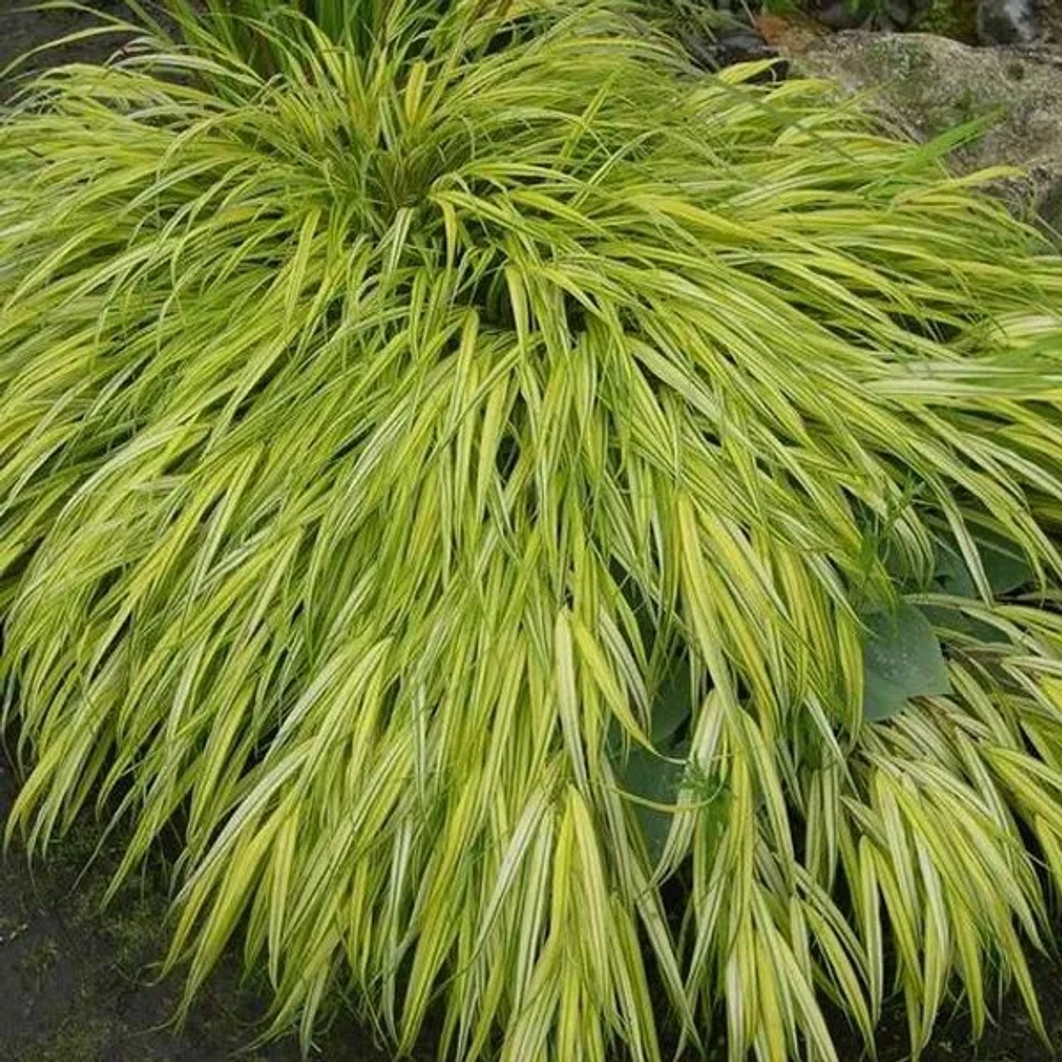 arborix 6 X Japanisches Goldbandgras 'Aureola' Hakonechloa Macra Topf 9cm Goldgelbes Laub