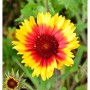 Leuchtende Korkadenblume 'Kobold' (Gaillardia aristata) mit gelb-roten Blütenblättern.