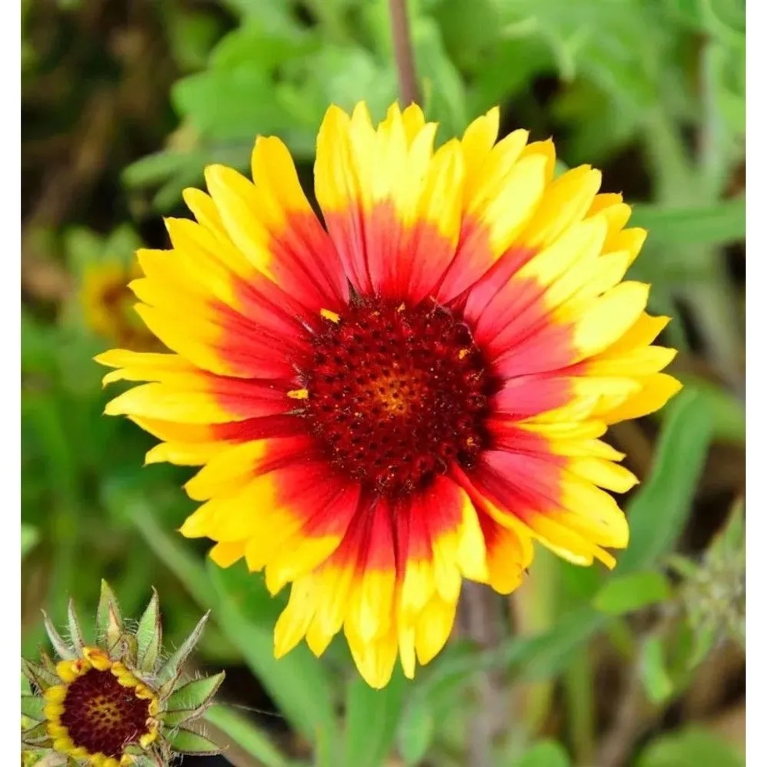 Image of Korkadenblume Kobold - Gaillardia aristata