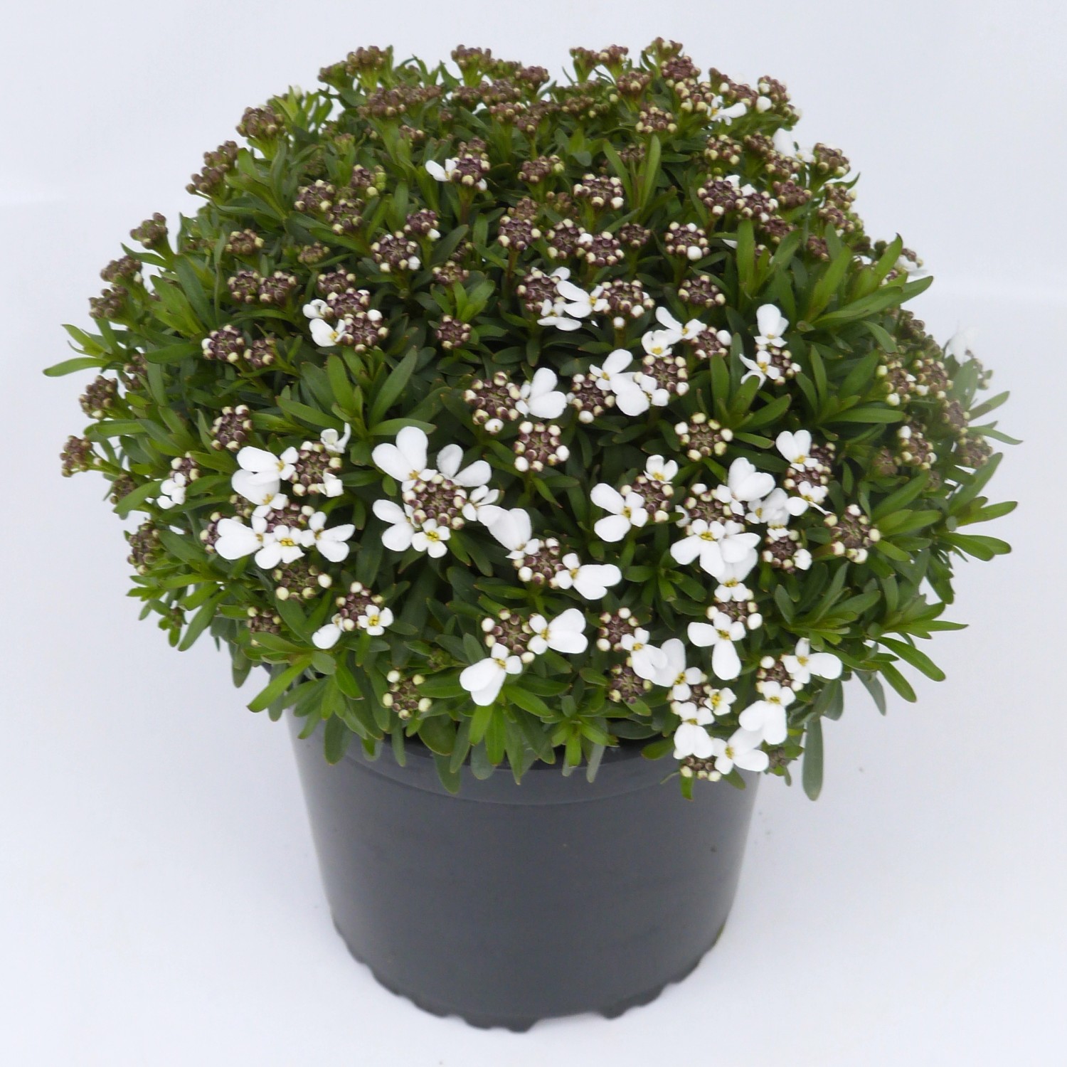 GROW by OBI Immergrüne Schleifenblume Höhe ca. 18 cm Iberis