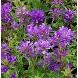 Nahaufnahme der violetten Knäulglockenblume (Campanula glomerata) im Garten.