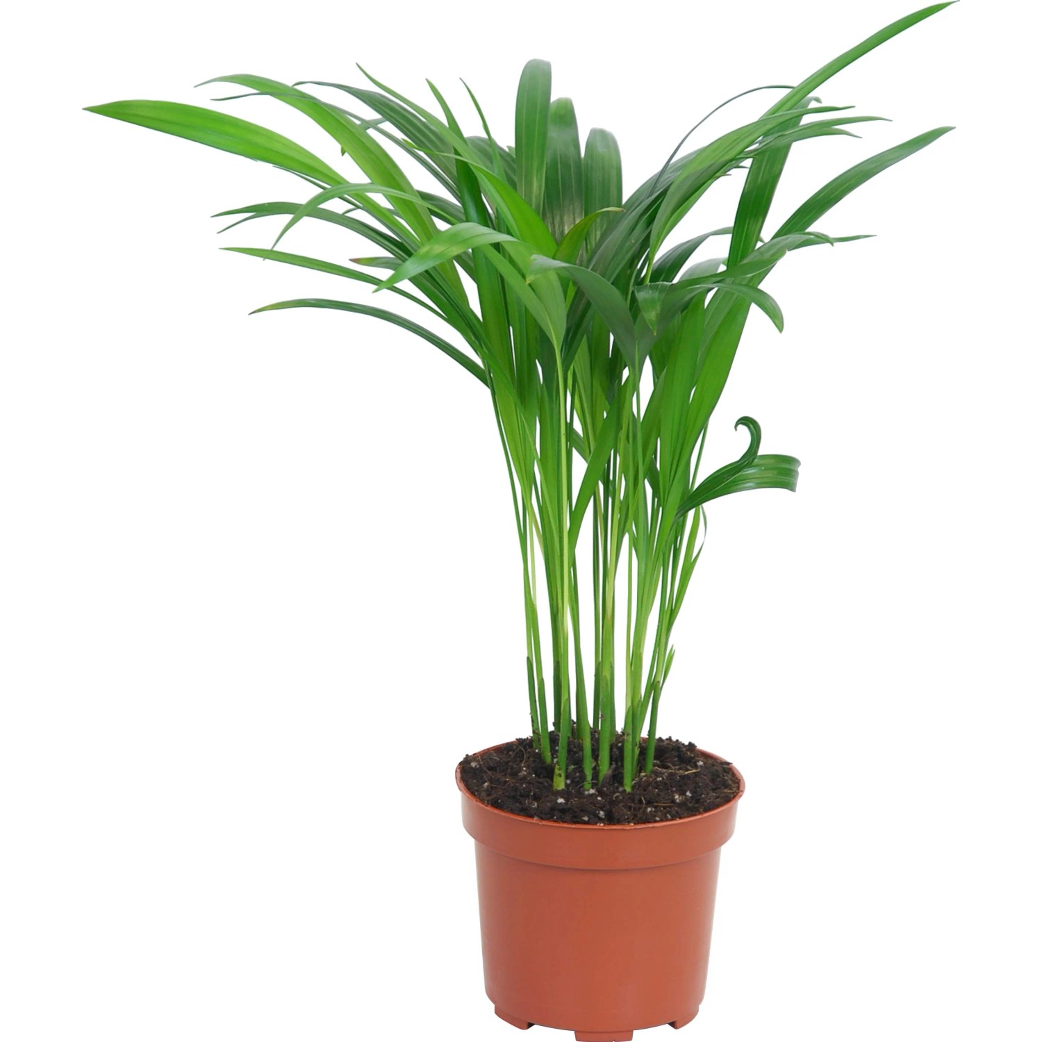 Goldfruchtpalme Areca Dypsis lutescens ca. 40-45 cm Topf- ca. 10,5 cm  kaufen bei OBI