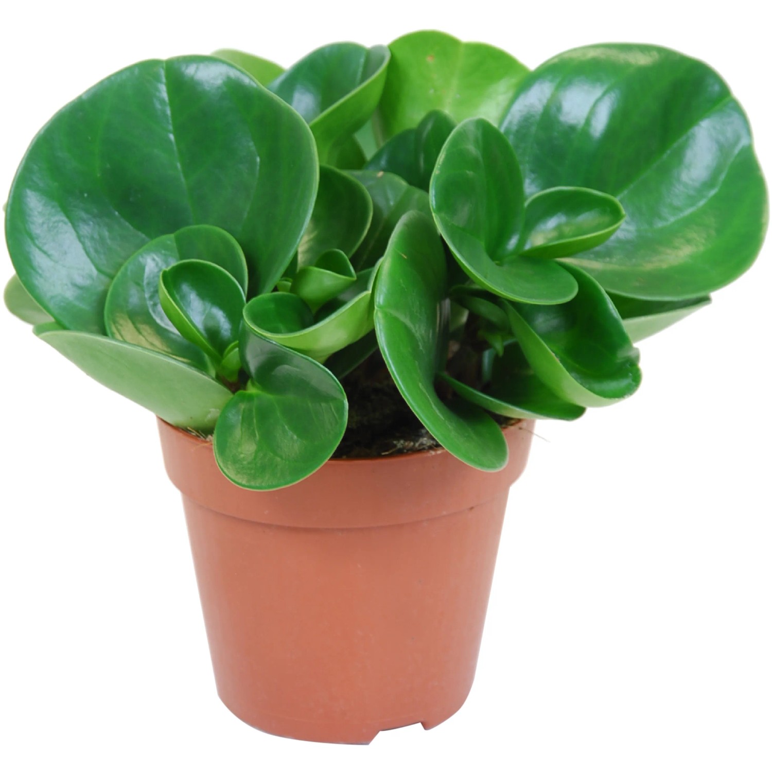 Zwergpfeffer Peperomia obtusifolia 12 cm Topf Zimmerpflanze pflegeleicht  Grnpflanze kaufen bei OBI
