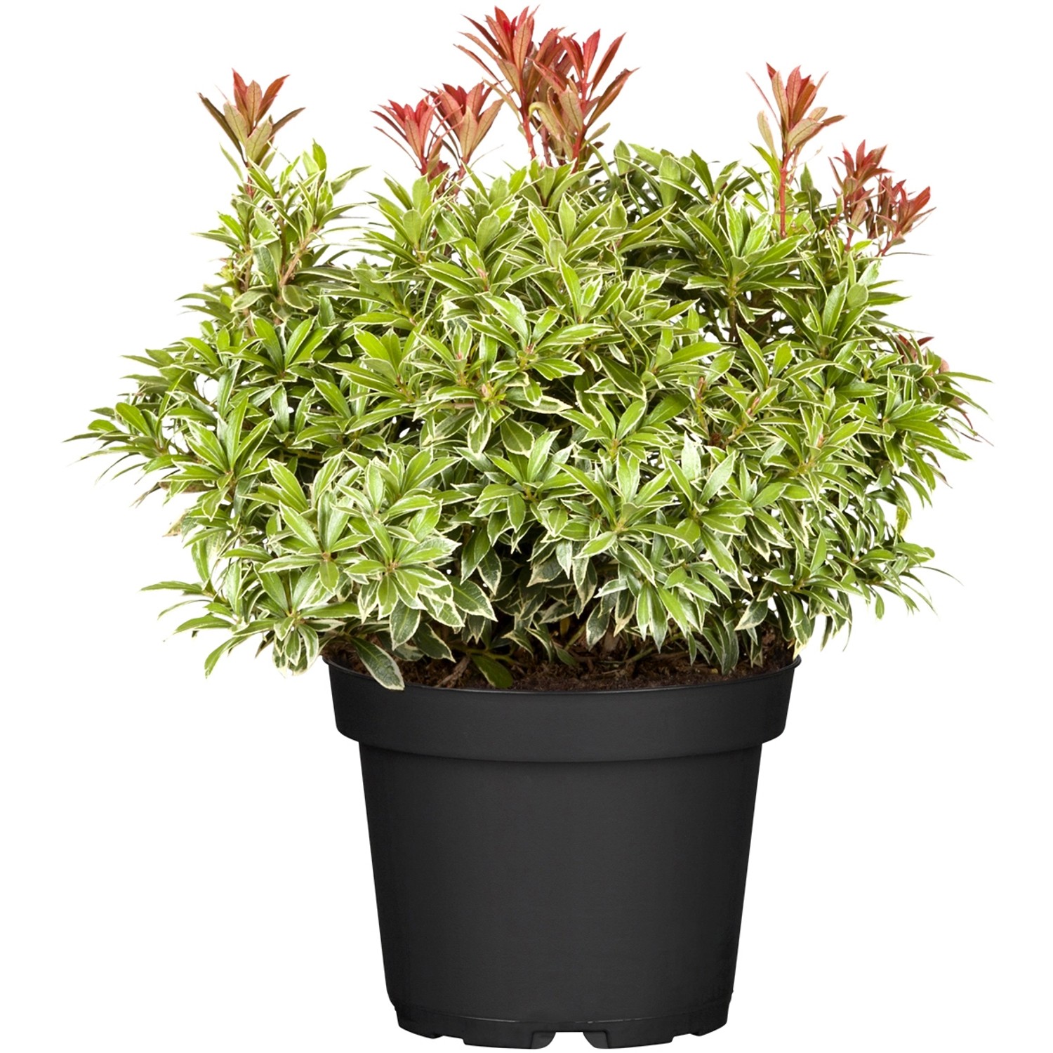OBI Schattenglöckchen Little Heath Weiß Höhe ca. 30-40 cm Topf ca. 5 l Pieris