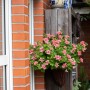 Rosa Petunien Busch im Topf an Hauswand. Blühende Petunia für Balkon und Garten.
