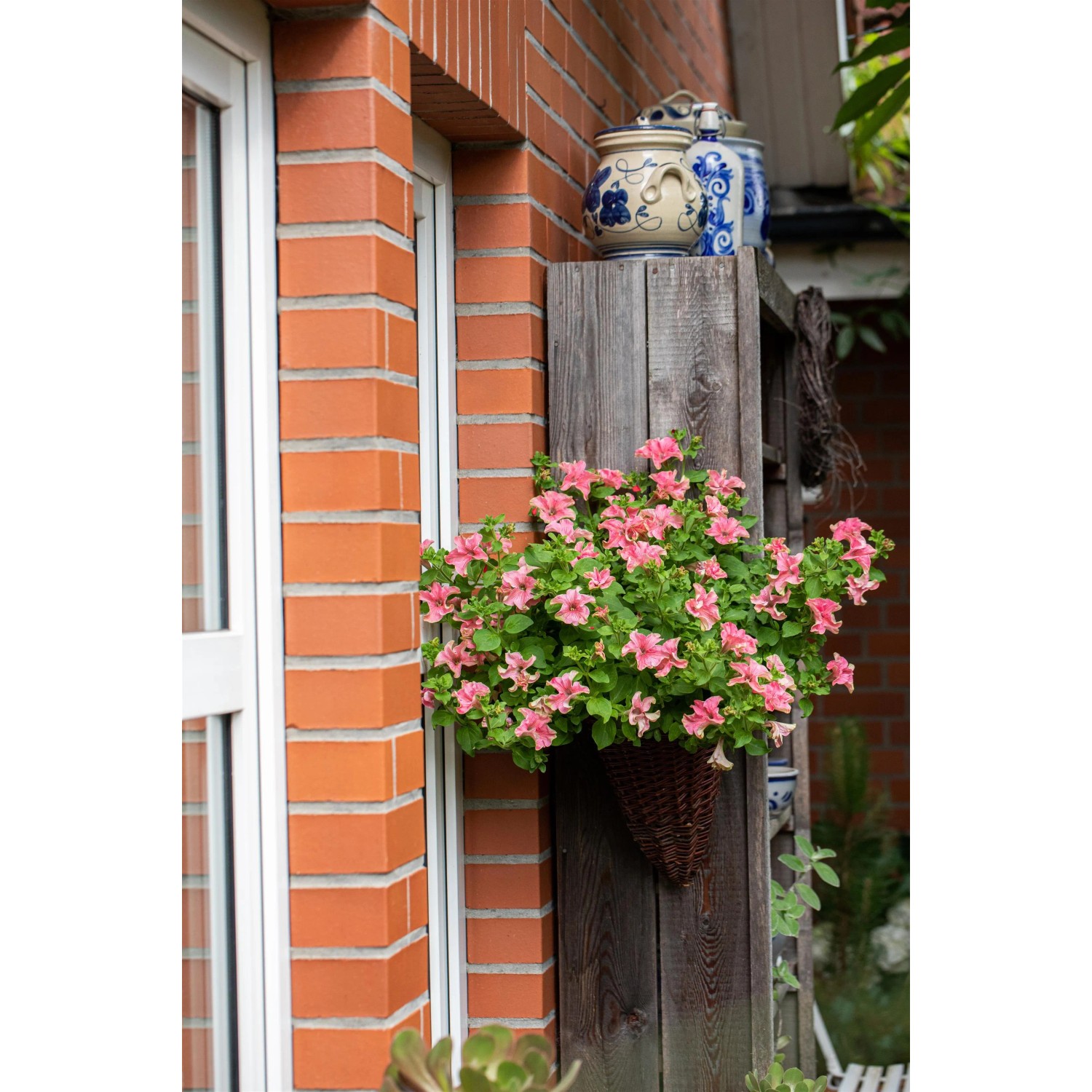 Rosa Petunien Busch im Topf an Hauswand. Blühende Petunia für Balkon und Garten.