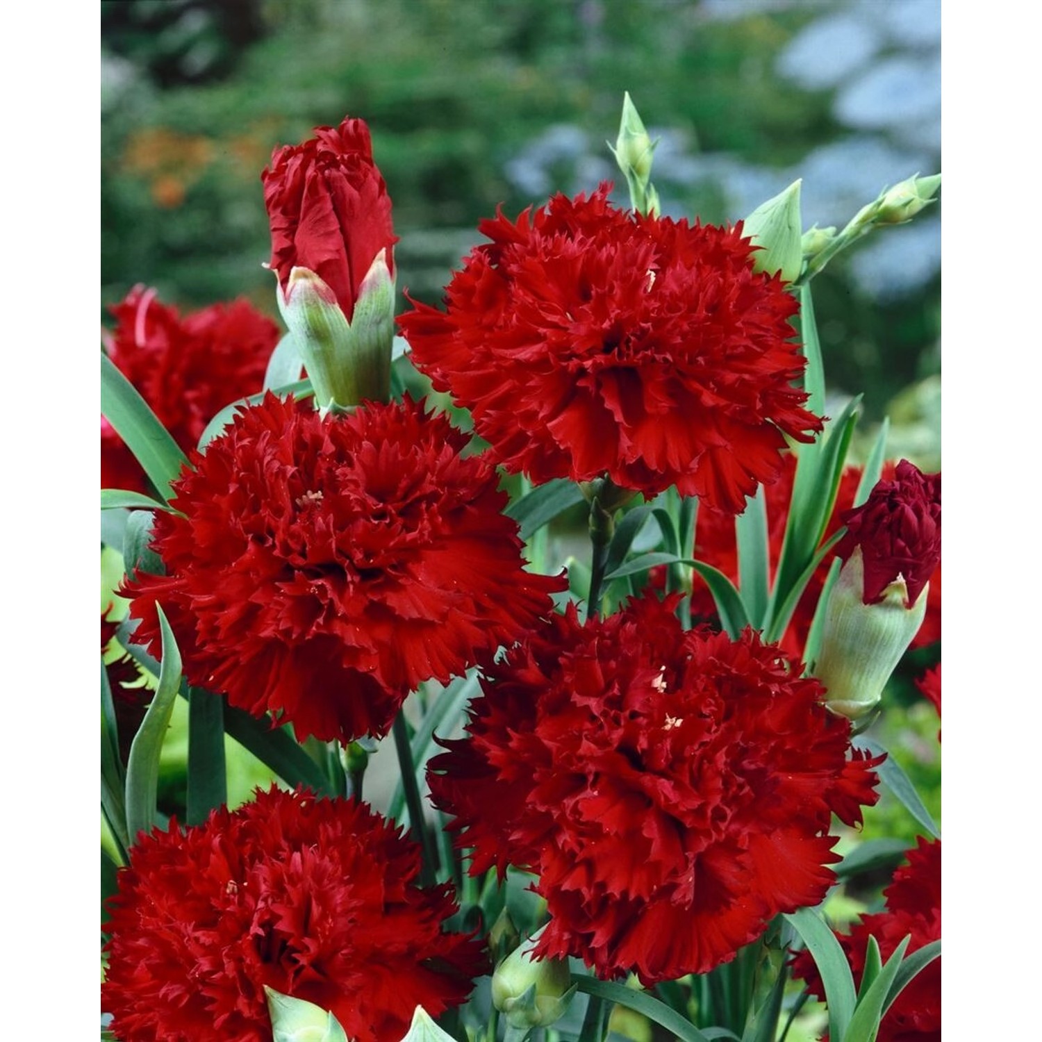 Dianthus Gratianopolitanus Rubin Heidenelke Ca. 9x9 cm Topf günstig online kaufen