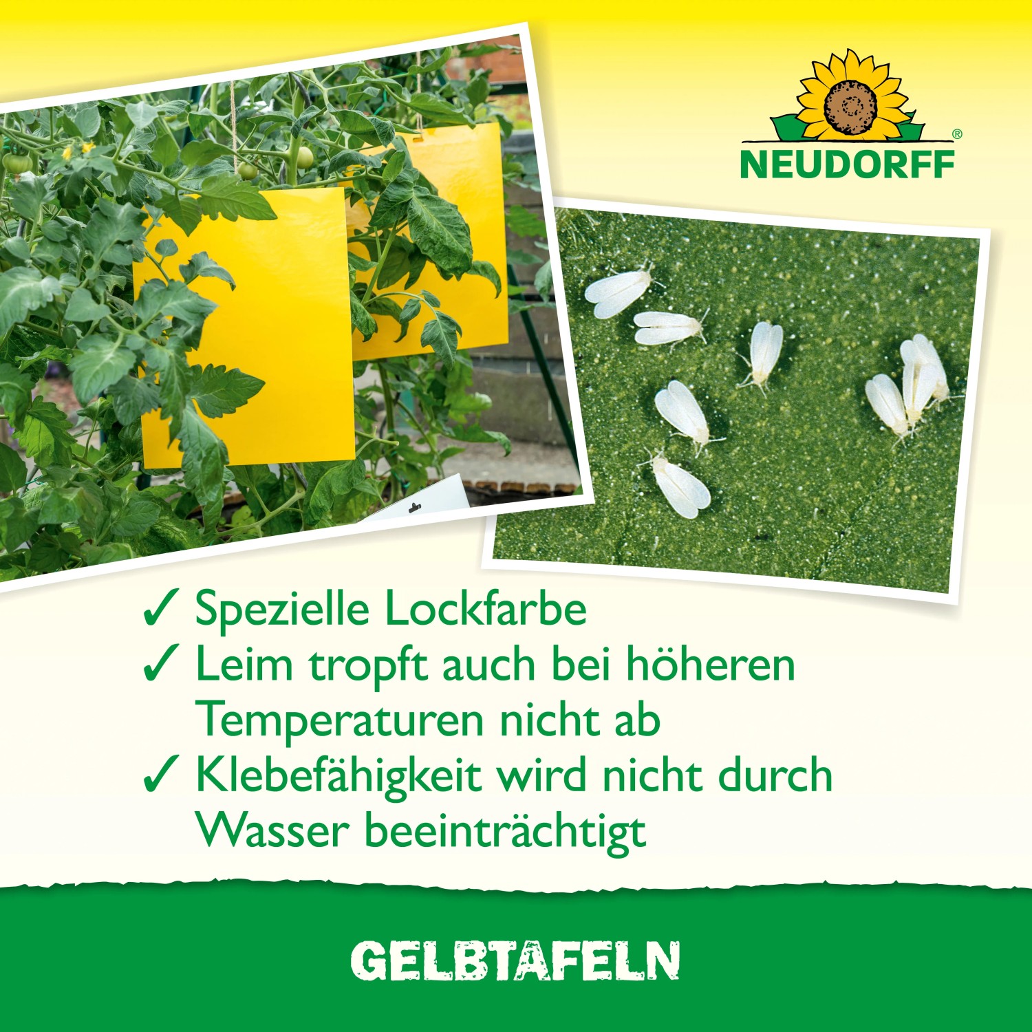 Neudorff Gelbtafeln groß zur Schädlingsbekämpfung an Pflanzen im Gewächshaus und Wintergarten.