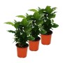 Drei Exotenherz Kaffee Pflanzen (Coffea Arabica) im Topf als Zimmerpflanze.