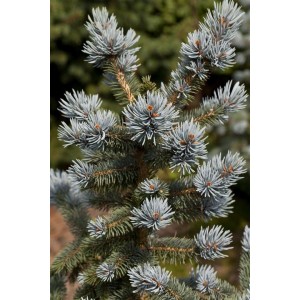 Nahaufnahme einer Blaufichte (Picea Pungens Oldenburg) mit bläulichen Nadeln.