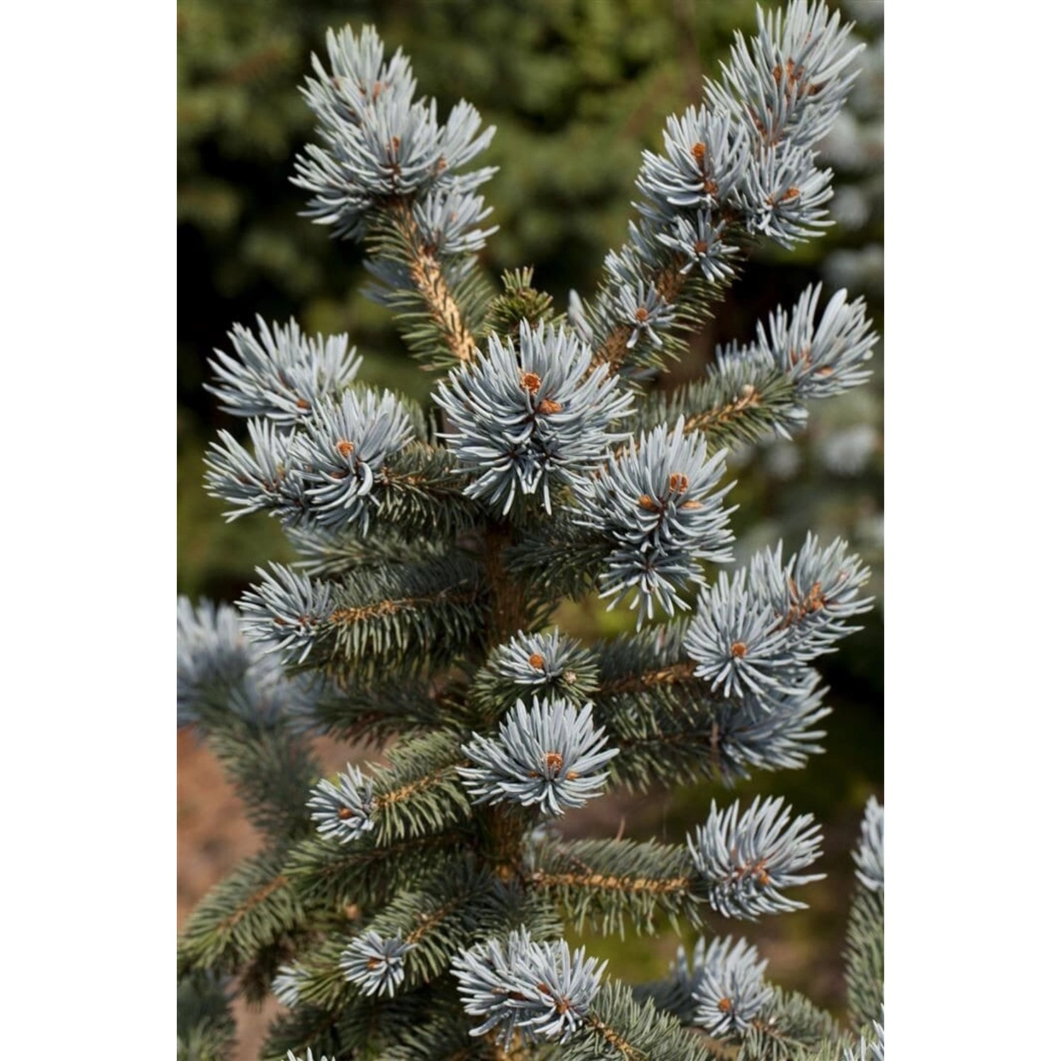Picea Pungens Oldenburg Blaufichte 275–300 cm günstig online kaufen