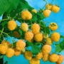 Gelbe Himbeere 'Golden Everest' am Strauch mit grünen Blättern.