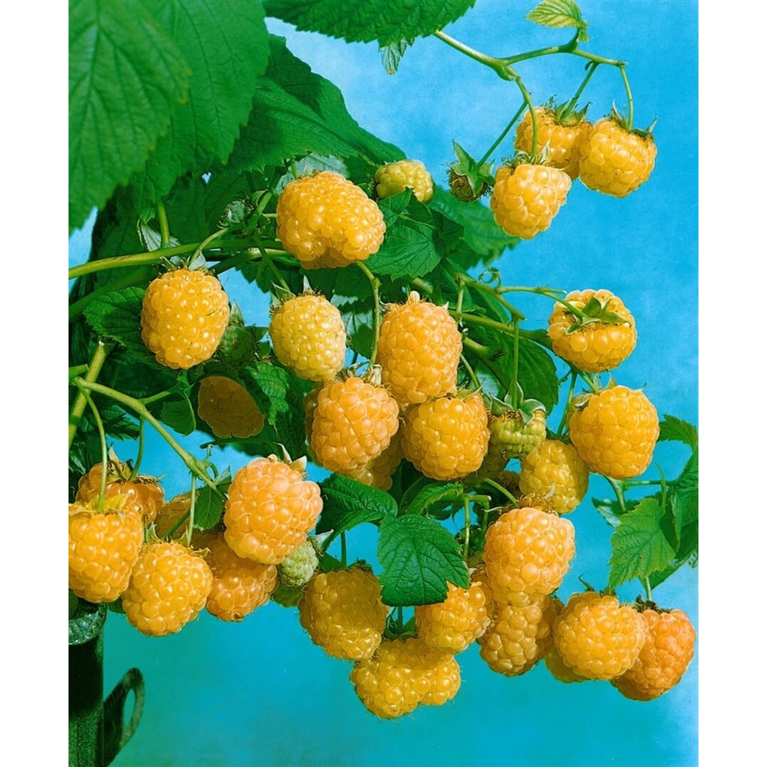 Rubus Idaeus Golden Everest Himbeere Gelbfruchtig 30–40 Cm günstig online kaufen