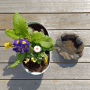 Intergarden Vogelbad Klein mit Pflanze: Wasserschale in Steinoptik für Vögel und Insekten.