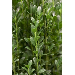 Detailaufnahme der Ilex crenata 'Caroline Upright' Heckenpflanze mit dichten, grünen Blättern.