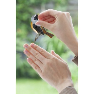 Anbringen des Komar Fensterstickers Birds: Hände platzieren Vogel-Aufkleber auf Fenster.