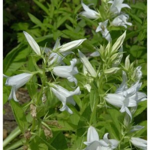Waldglockenblume Alba - Campanula latifolia