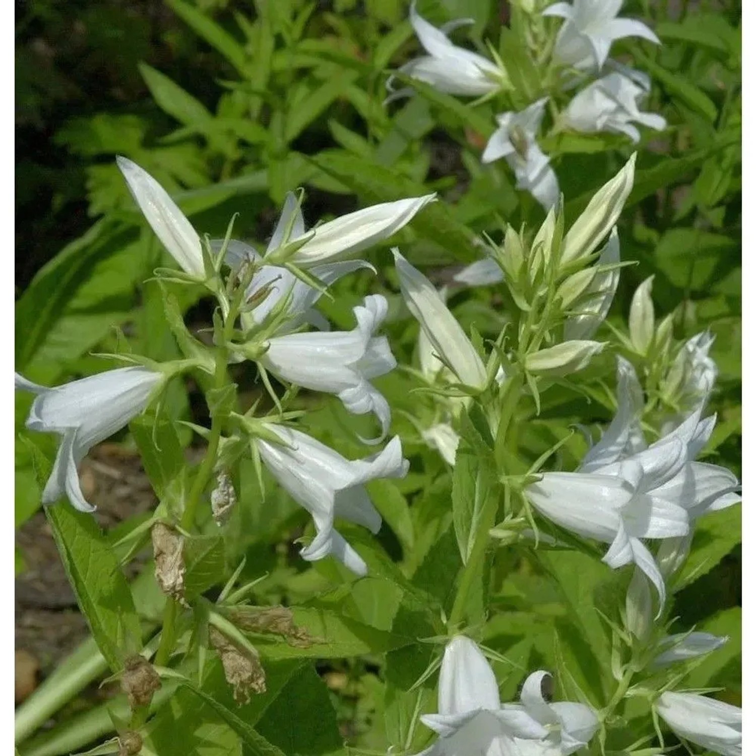 Waldglockenblume Alba - Campanula,atifolia