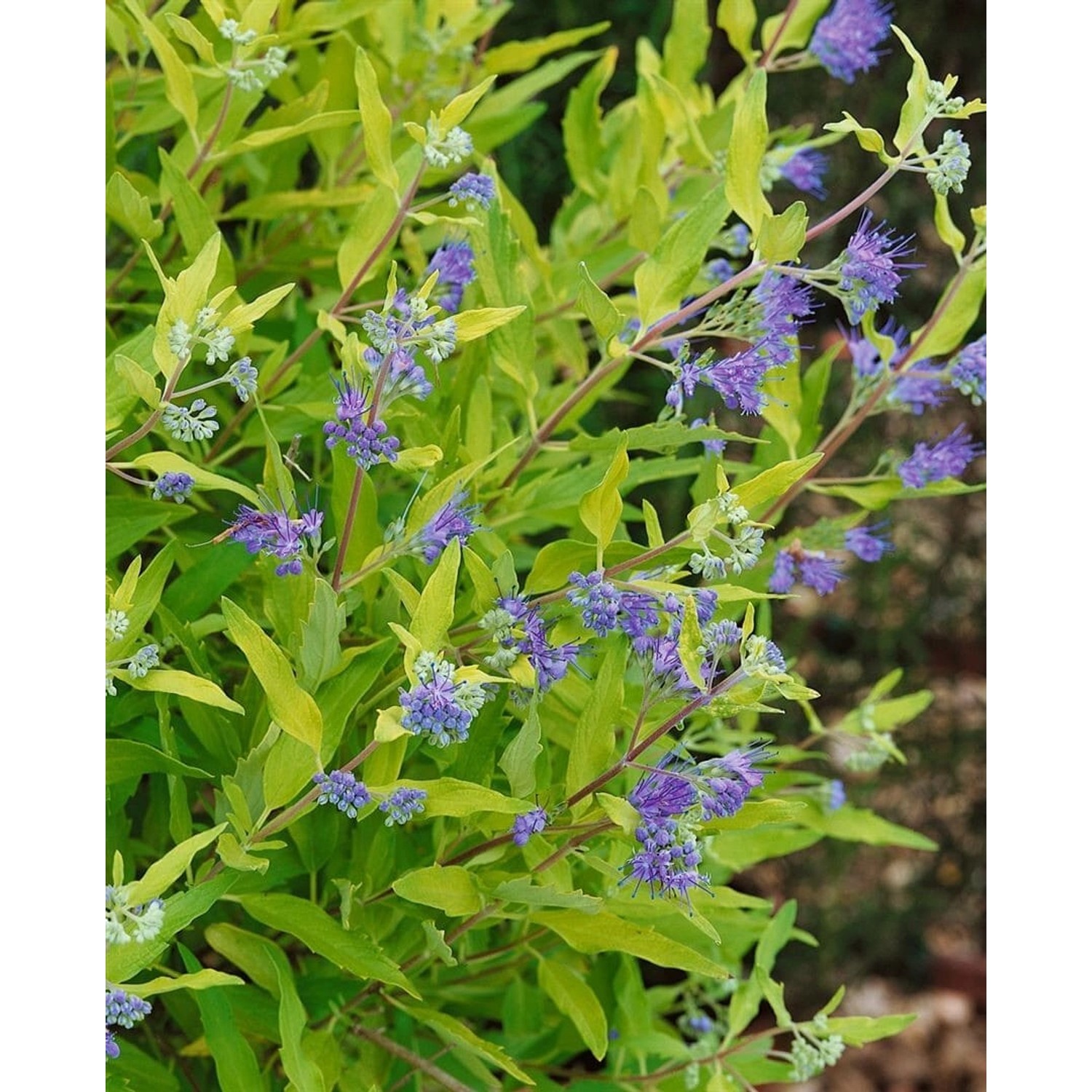 Caryopteris Clandonensis Bartblume Worchester Gold 30-40 cm günstig online kaufen