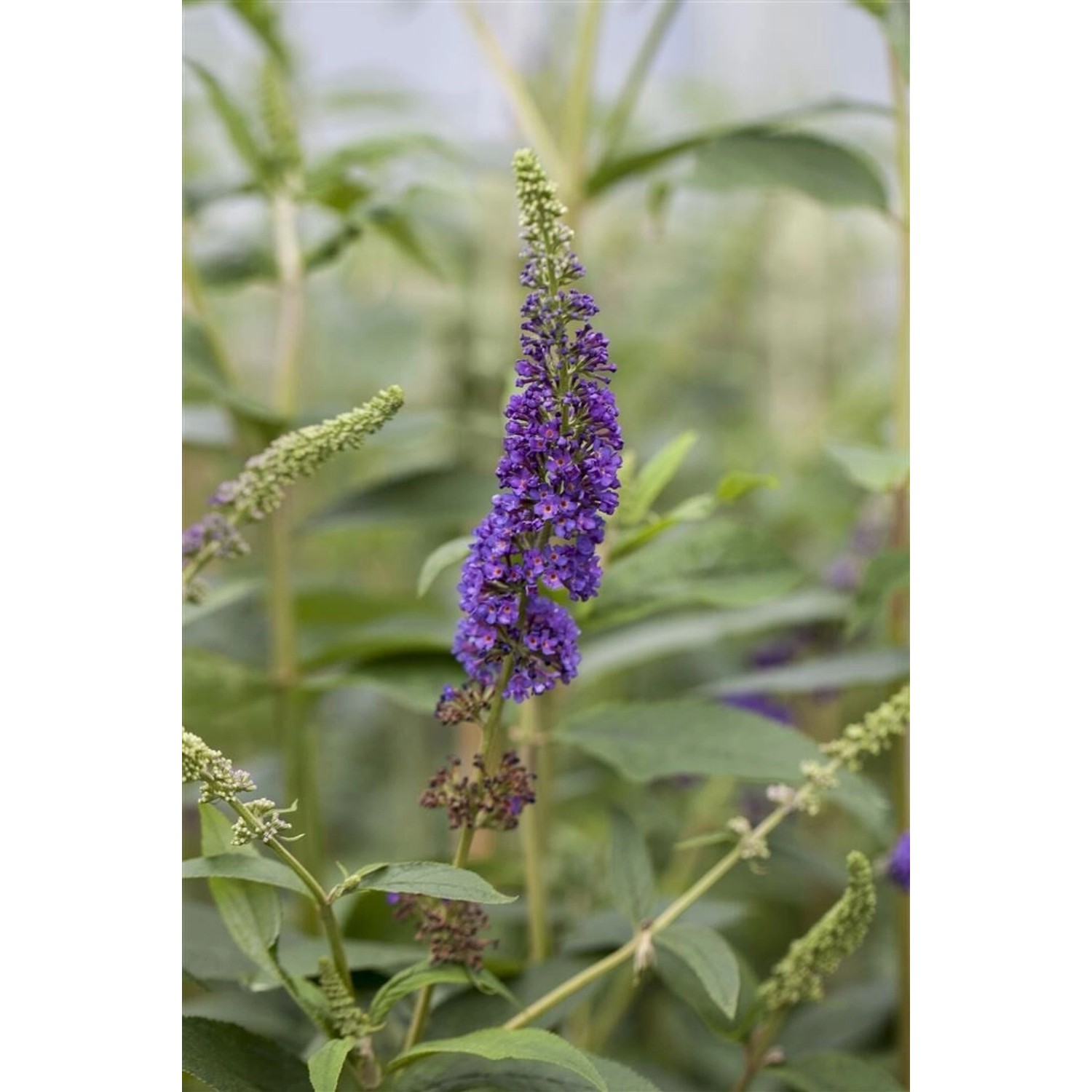 Buddleja Davidii Schmetterlingsstrauch Empire Blue 60-100 cm günstig online kaufen