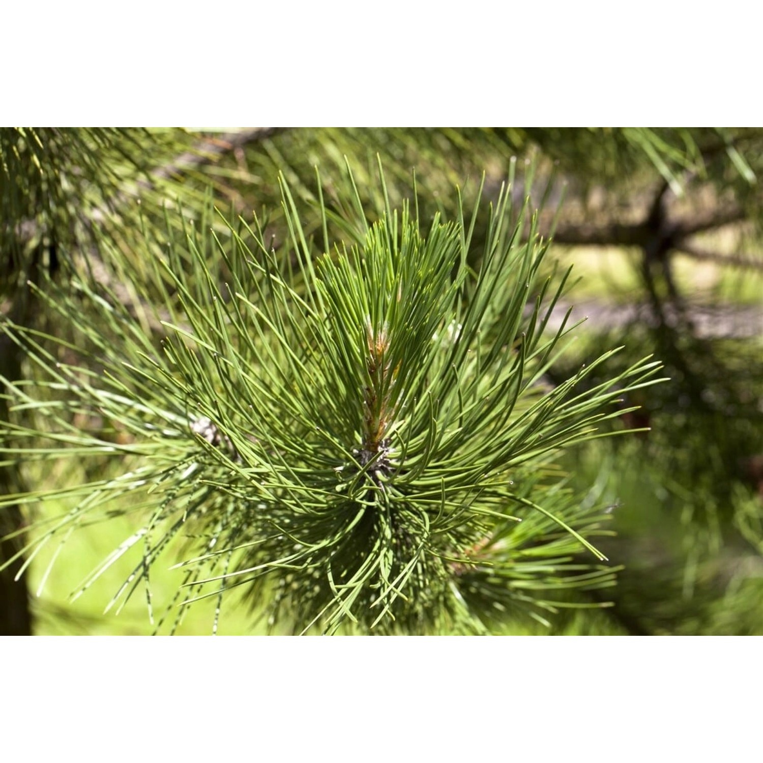 Pinus Schwerinii Wiethorst Kiefer Kompakt 20–30 cm günstig online kaufen
