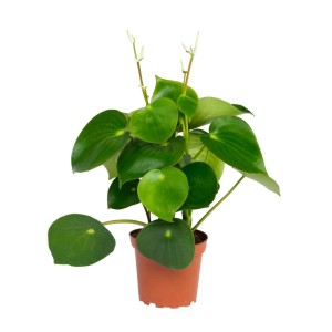 Exotenherz Peperomia Raindrop im 12cm Topf, Zwergpfeffer mit tropfenförmigen Blättern.