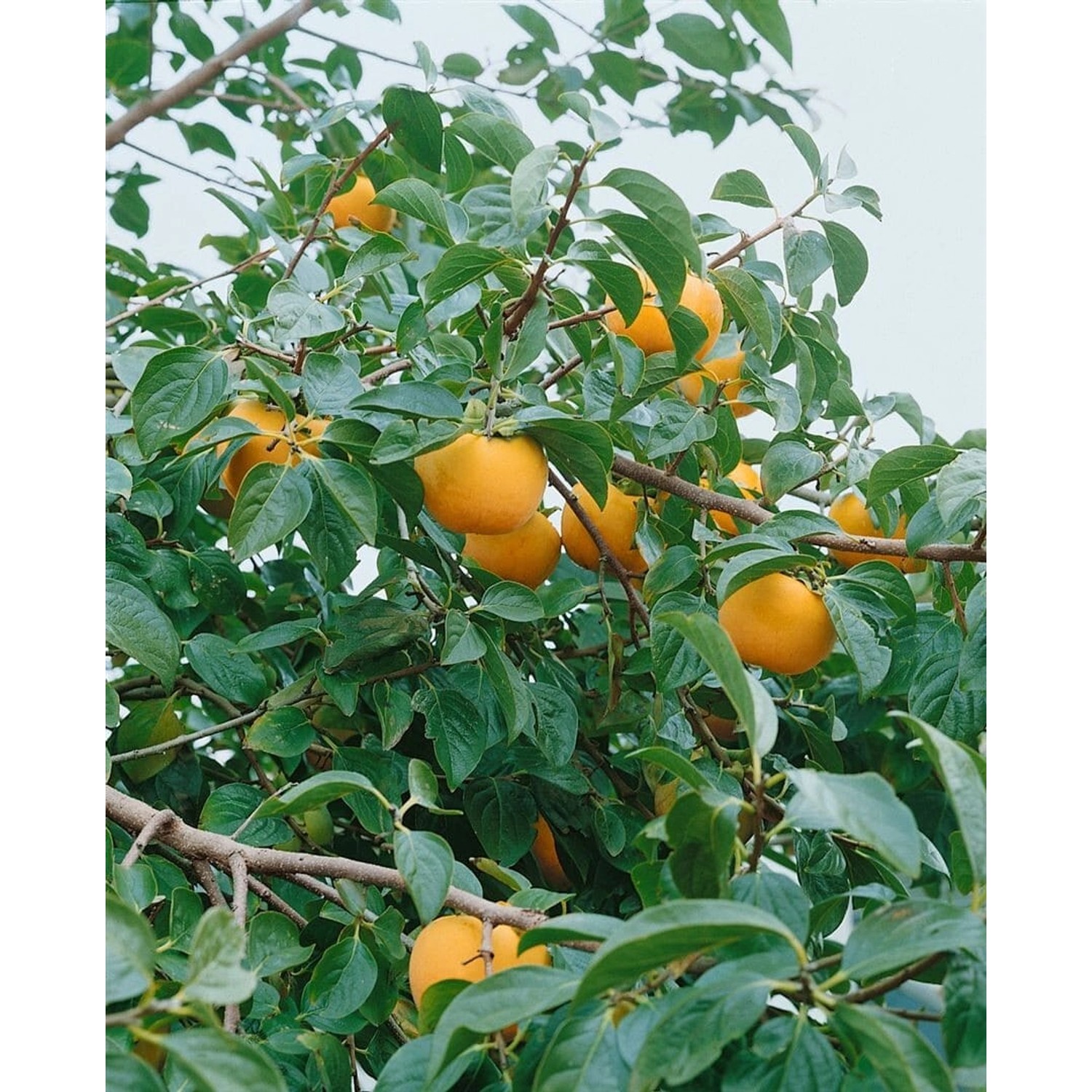 Diospyros Kaki 'Vaniglia': Kakipflaume mit orangen Früchten und grünen Blättern am Hausbaum.