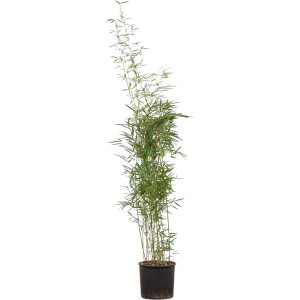Gartenbambus Campbell, 150-175 cm hoch, im Topf. Ideal als Hecke oder Solitär.